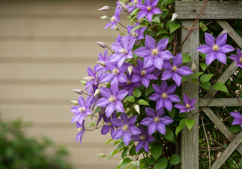 Clematis
